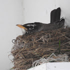 American Robin