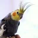The Cockatiel A Crested Companion