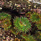 Green anemone