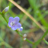 Carolina Sea-lavender