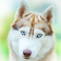 Siberian Husky Wallpaper icon