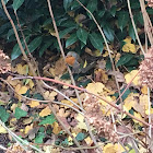 European robin