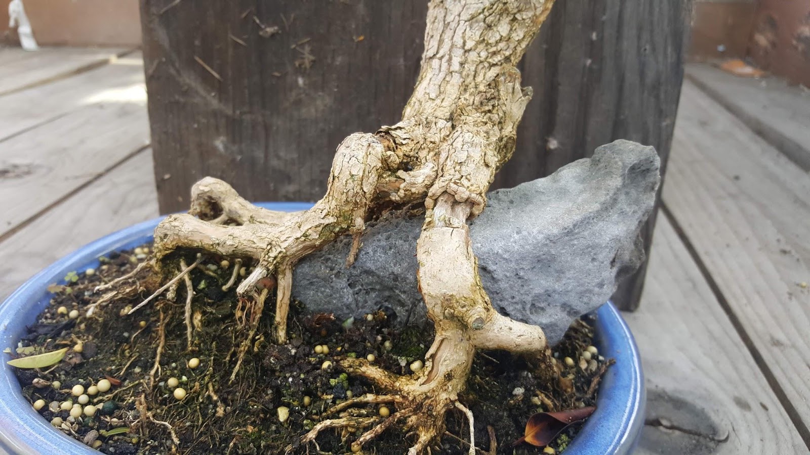 Buxus microphylla root over rock how to