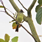 Crested Flycatcher