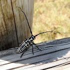 Cottonwood Borer