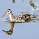 Clapper Rail