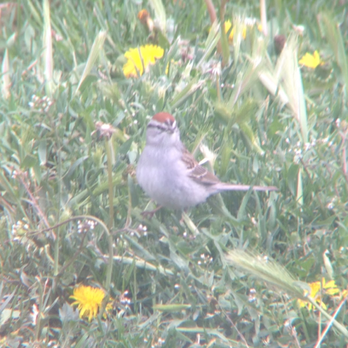 Chipping Sparrow