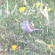 Chipping Sparrow