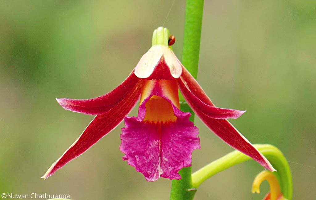 Wallich's Phaius