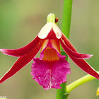 Wallich's Phaius