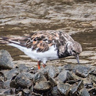 Turnstone