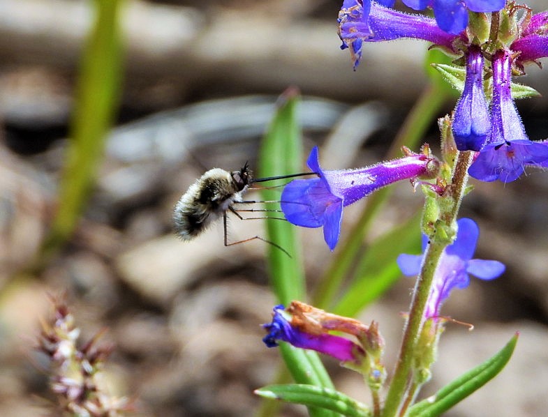 Large bee-fly