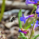 Large bee-fly