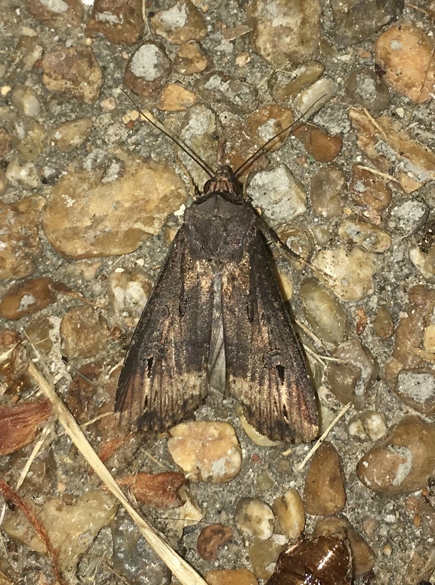 Ipsilon Dart Moth