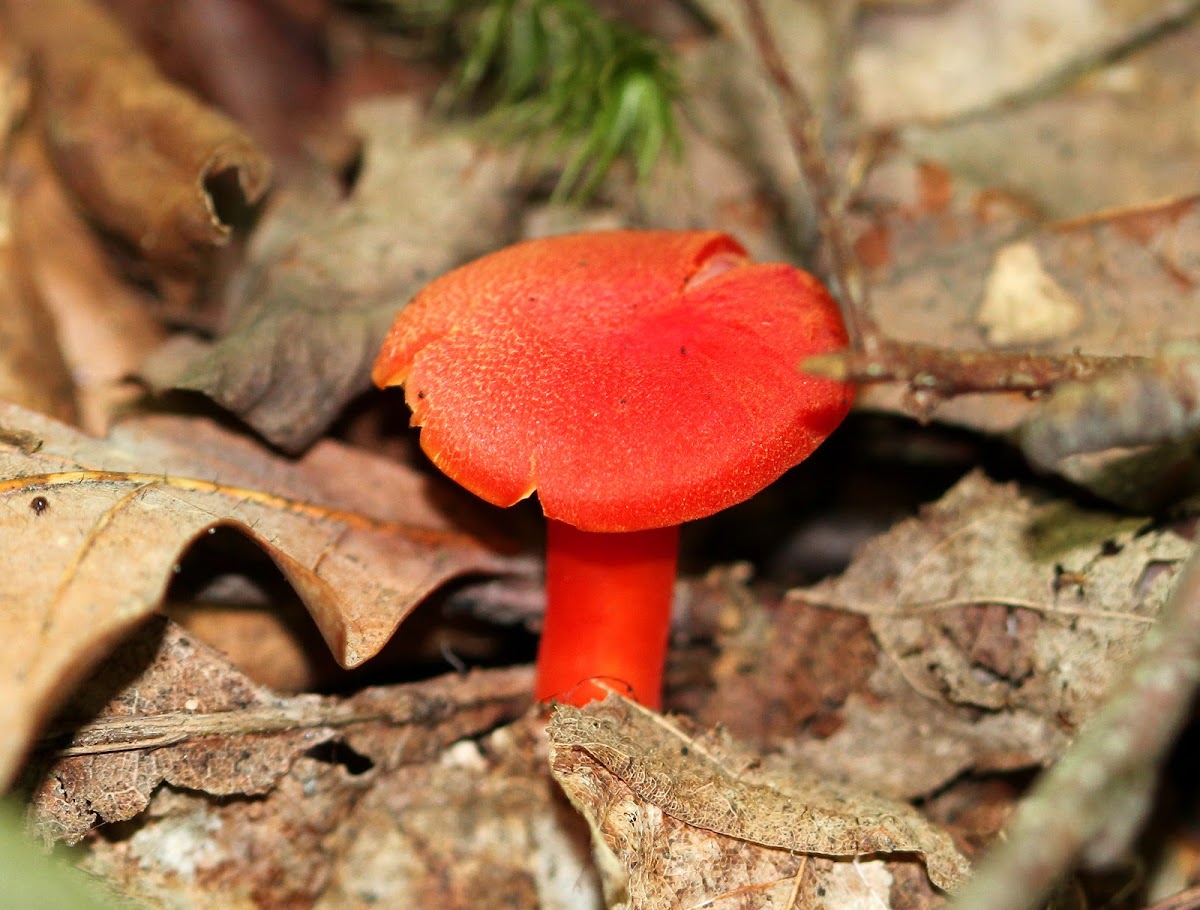 Hygrocybe Mushroom