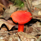 Hygrocybe Mushroom