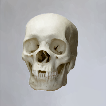 Skull_3(RIFF REDUX)