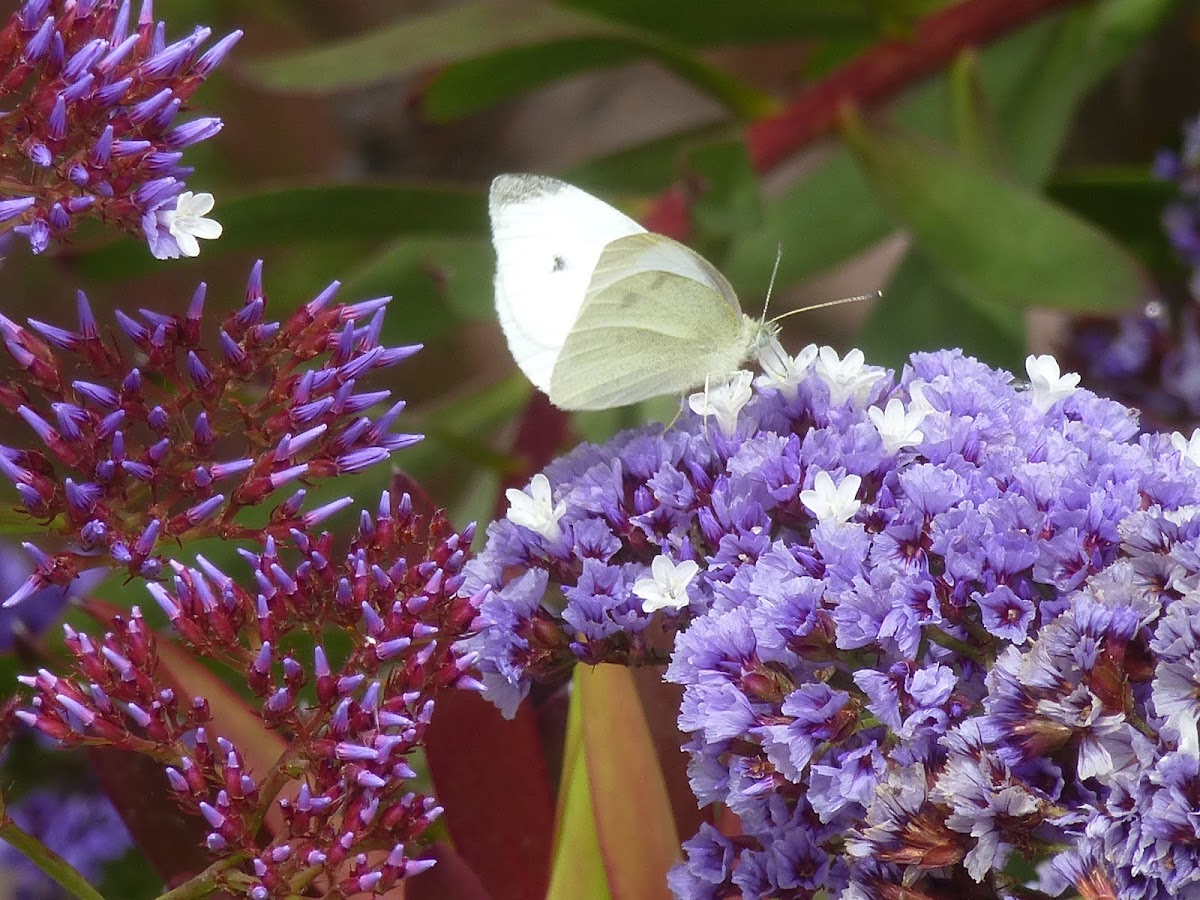 Cabbage white