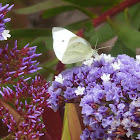 Cabbage white