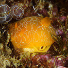 Nudibranch