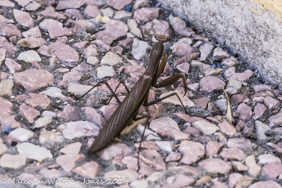 Brown Praying Mantis