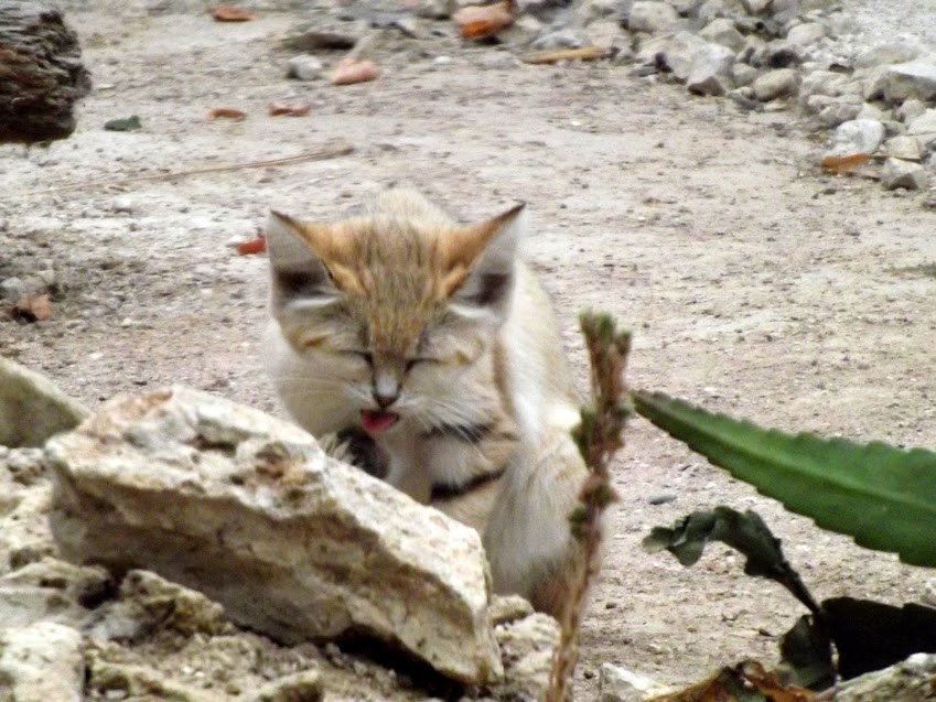 Chat des sables, Parc des Félins - Tous droits réservés