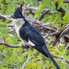 Jacobin Cuckoo / Pied crested Cuckoo