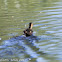 Red-crested Pochard