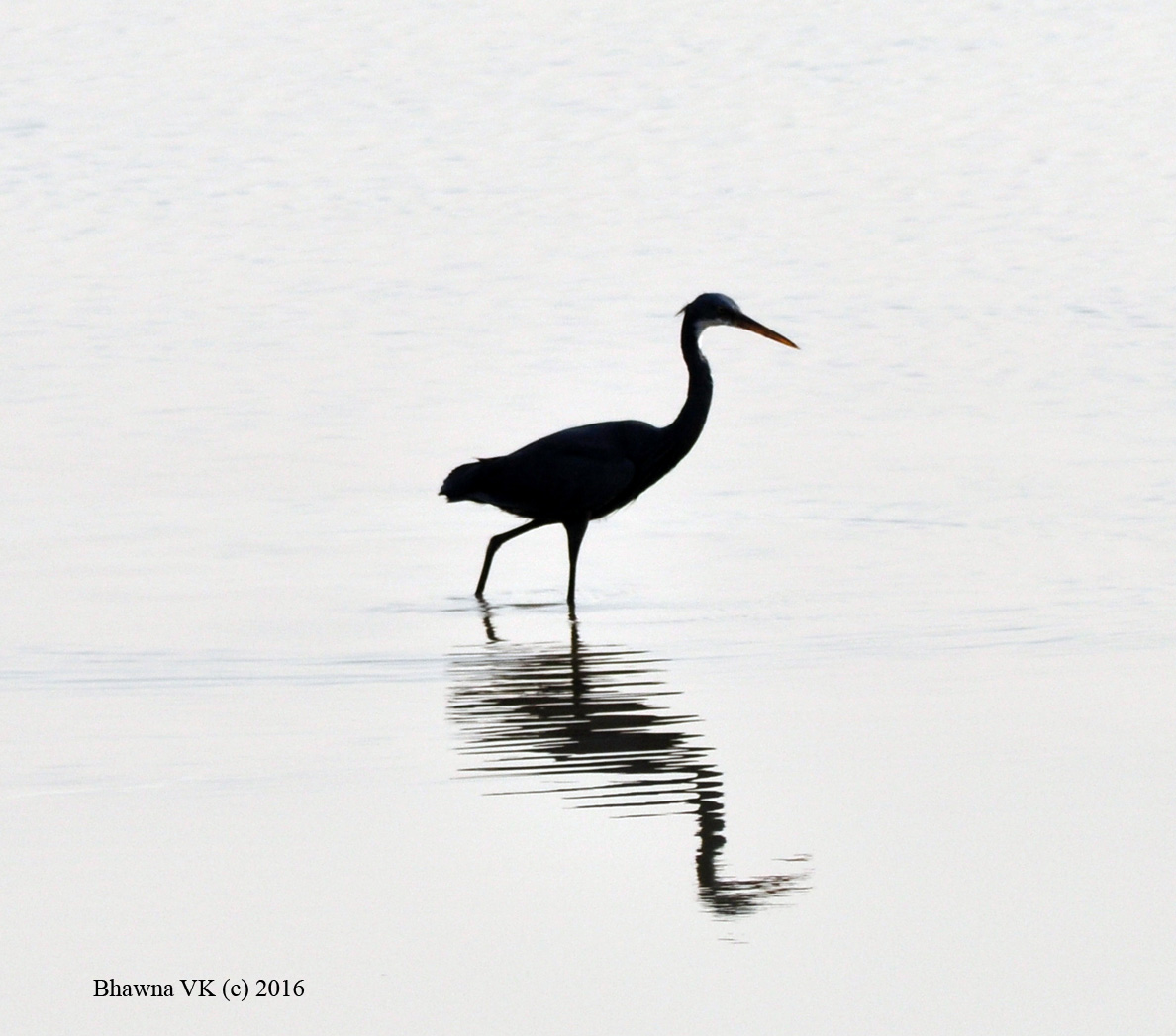 Western Reef Heron