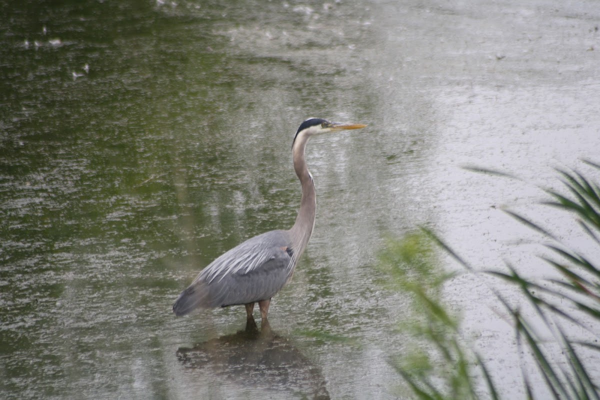 Great Blue Heron