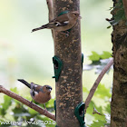 Chaffinch