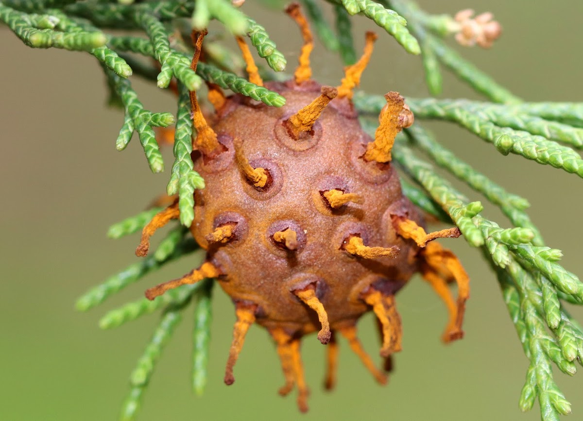 Cedar-apple Rust Gall