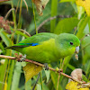 Blue-winged parrotlet