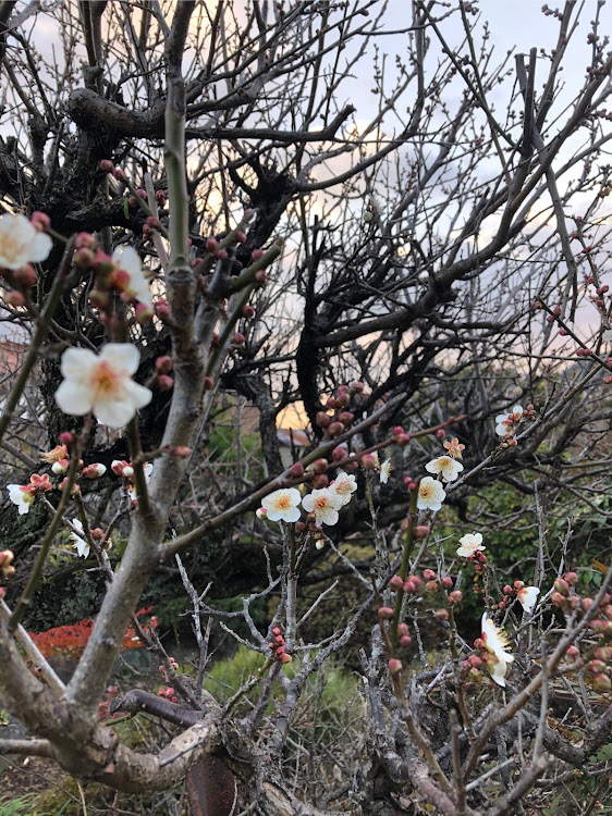 XJの緊急事態宣言・ドライブ・洗車に関するカスタム事例の投稿画像8枚目