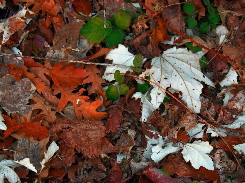 Leaves and leaves  di valedm