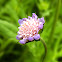 Field Scabious