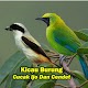 Download Kicau Burung Cucak Ijo dan Cendet Juara For PC Windows and Mac