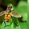 Wasp-mimicking Hoverfly