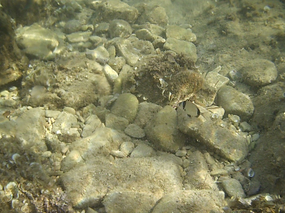 Two-banded Seabream