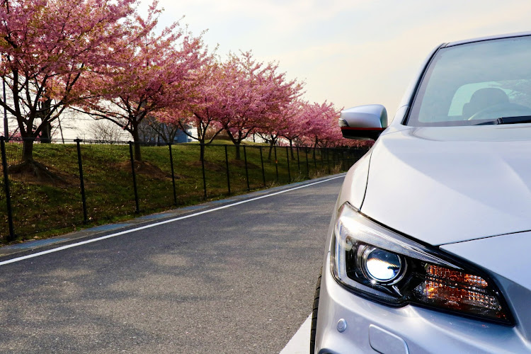WRX S4の河津桜・岡南飛行場横・桜とコラボに関するカスタム事例の投稿画像7枚目