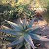 Aloe Ferox