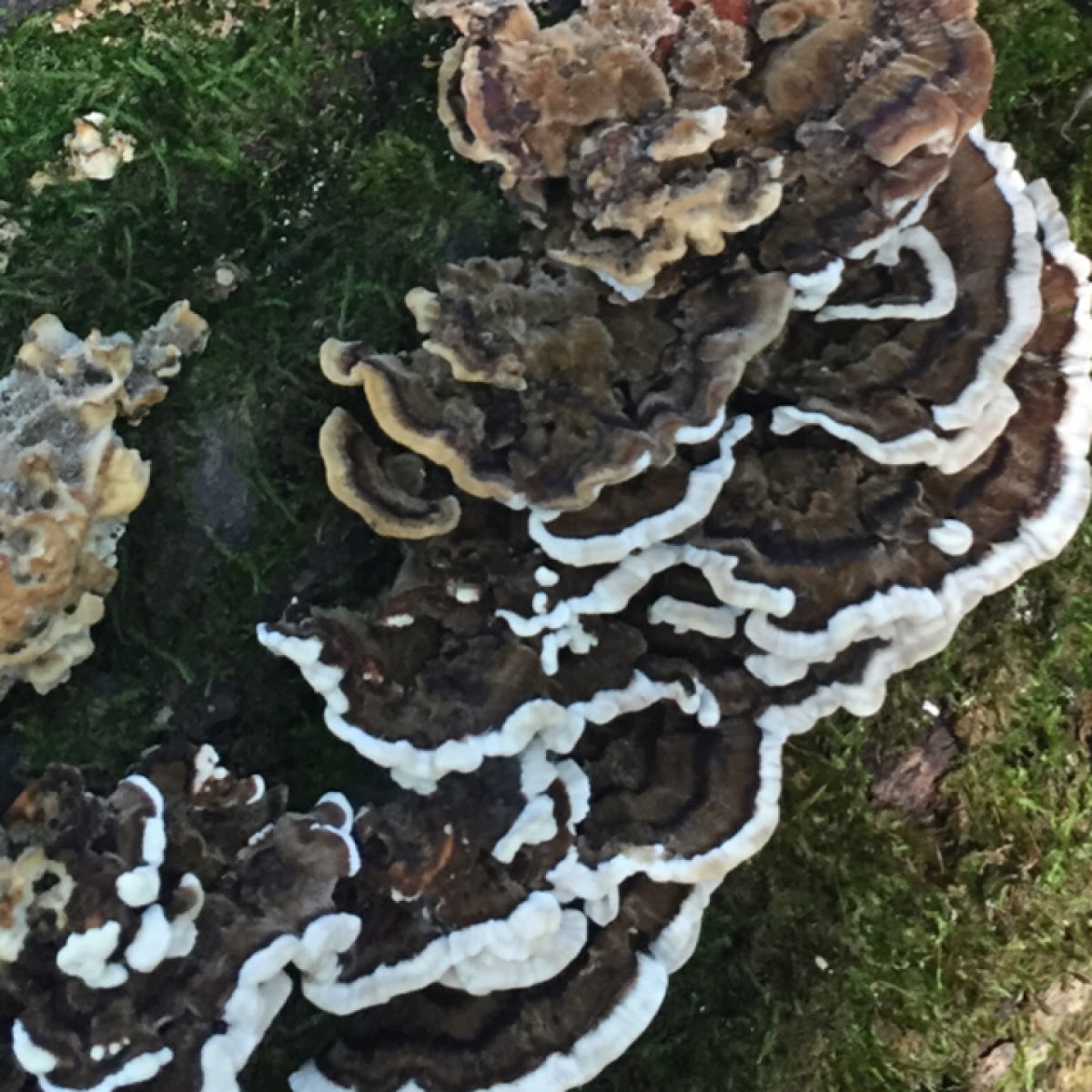 Turkey Tail