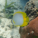 Spotfin Butterflyfish