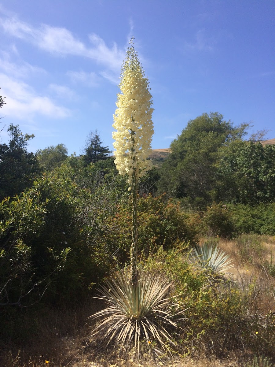 Chaparral Yucca