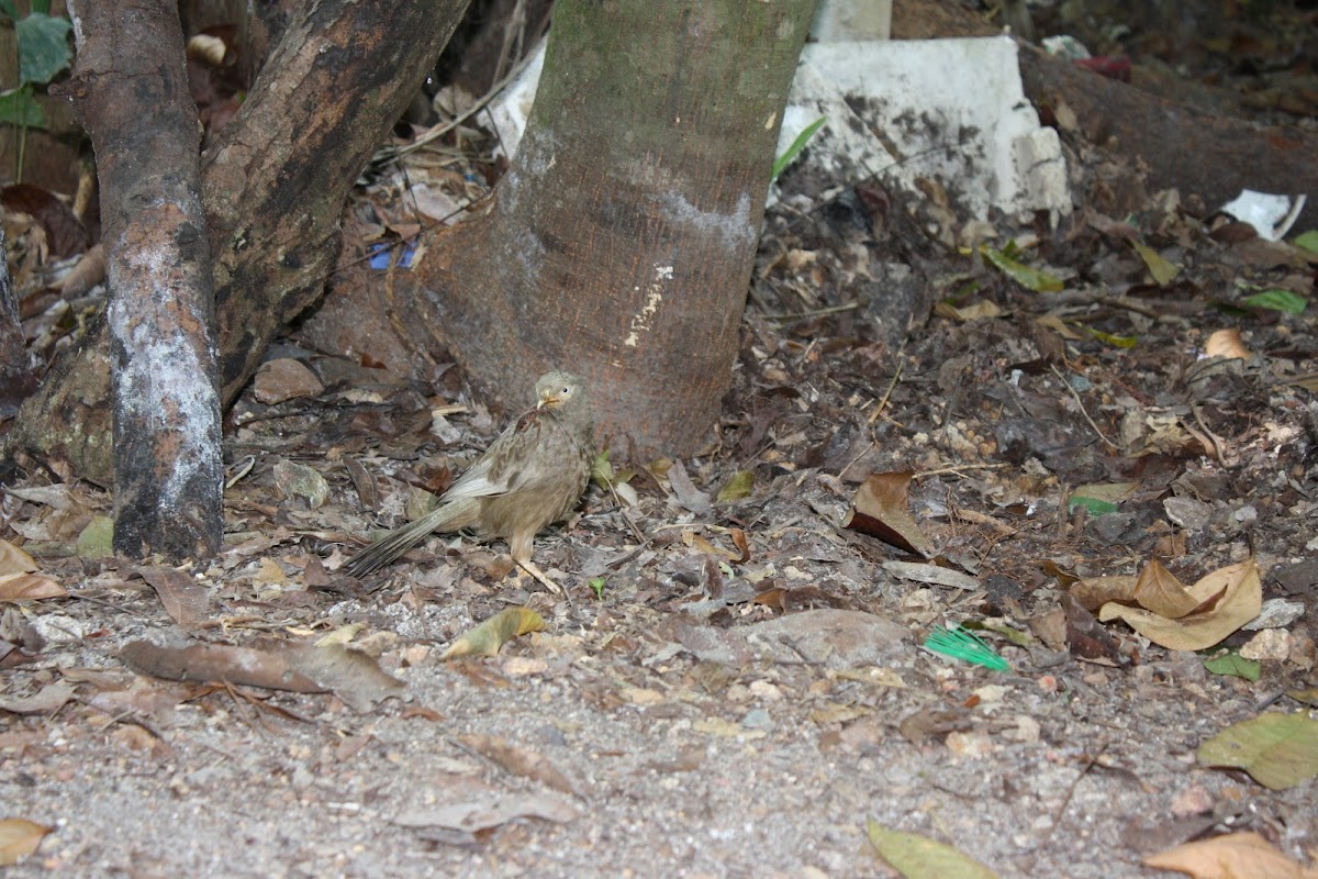 Yellow-billed Babbler