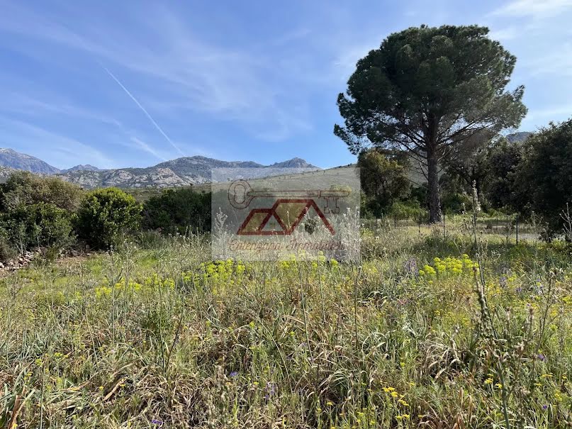 Vente terrain à batir  3100 m² à Calvi (20260), 356 000 €