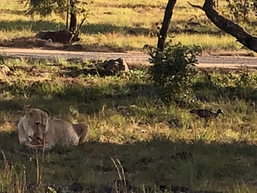 New & Improved Lions Park South Africa 2018