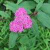 Japanese spiraea