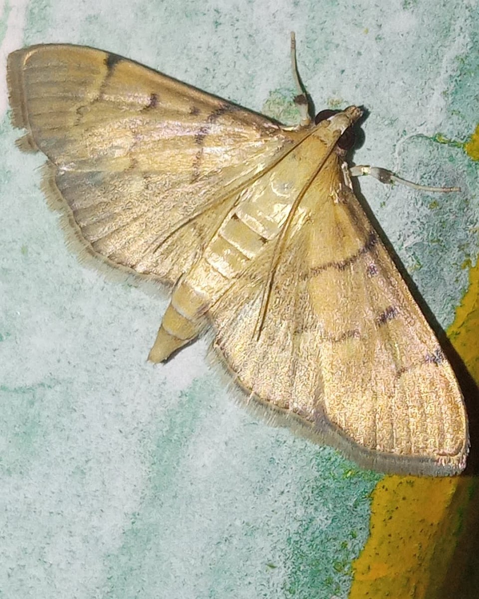 Salbia moth