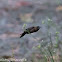 Dusky Munia